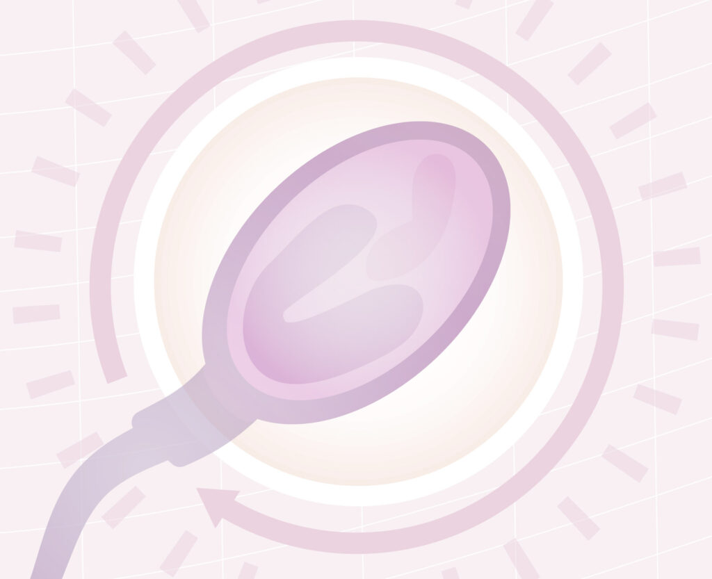 como-se-produzem-os-espermatozoides
